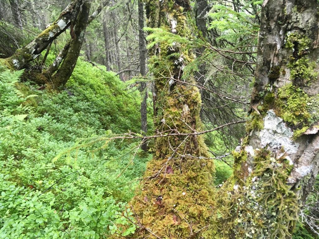 sørvestre del av lokalitet, tatt mot nordøst.