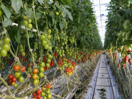 Integrert plantevern mot skadedyr i tomat, 29/8, 2018 Annichen Smith Eriksen, NLR Viken Tomat er utsatt for angrep av spinnmidd og mellus