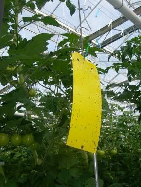 Sjekk av limfeller, ferromonfeller og planter Regelmessig sjekk av gule limfeller er et godt hjelpemiddel til å oppdage angrep av mellus og