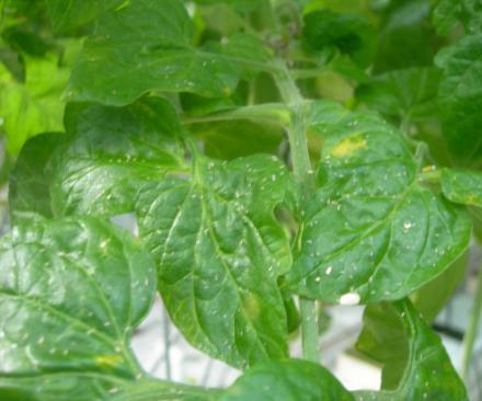 Bladlus Spredning og skade Bladlus spres med plantemateriale og med vinga bladlus som kommer inn via luftelukene. Ved store angrep, dannes vingede bladlus som kan føre til rask spredning.