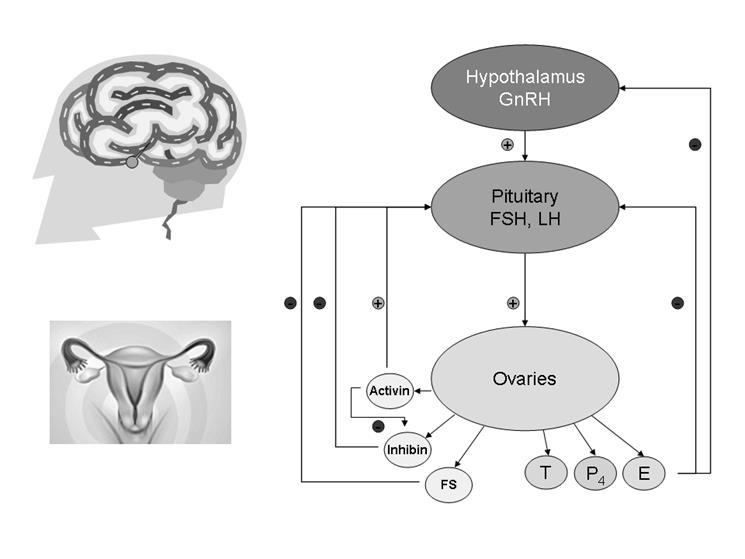 effekten på LH er varierende. I tillegg til dette produserer ovarier et proteinhormon (inhibin) som hemmer FSH-sekresjonen fra hypofysen.