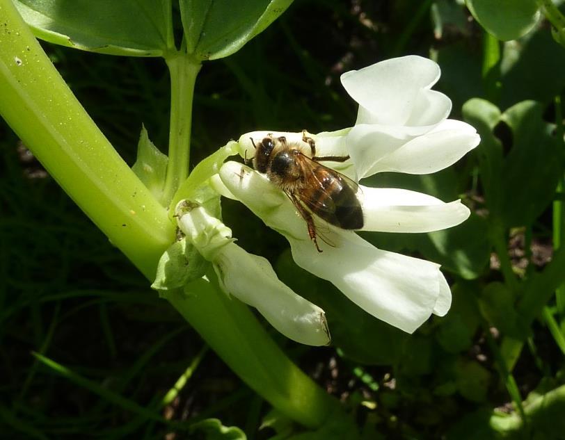 Pollinering Åkerbønner er selvbestøvende og skal derfor ikke behøve pollinerende insekter, men "tilleggshjelp" fra insekter kan være positivt.