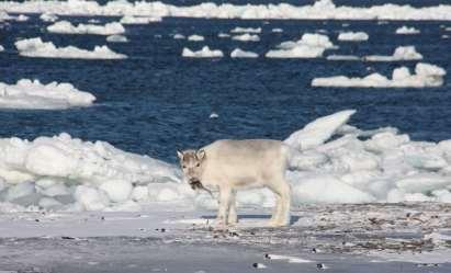 Nordområdene er utsatte Vintrene på Svalbard er blitt mildere, våtere, mer regn, is på bakken.