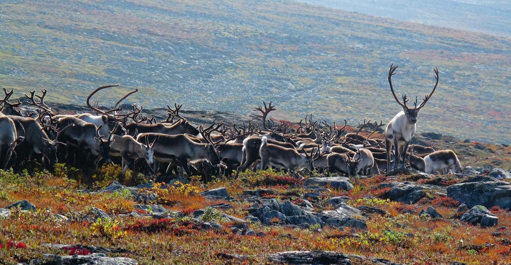 Forvaltingsstyresmakta kan gje løyve til bruk av snøskuter eller flyging lågare enn 300 m over bakken i samband med leiting etter beitedyr og teljing av dyr.