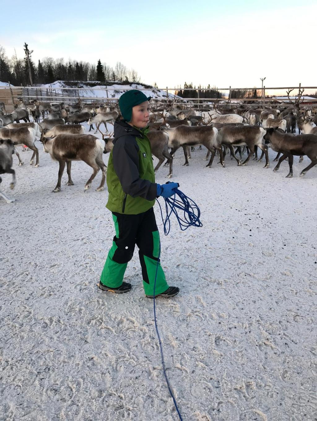 Norgga Boazosápmelaččaid Riikkasearvi Norske Reindriftsamers Landsforbund Nøørjen Båatsoesaemiej Rijhkesaervie Sami Reindeer Herders Association of Norway NRLS