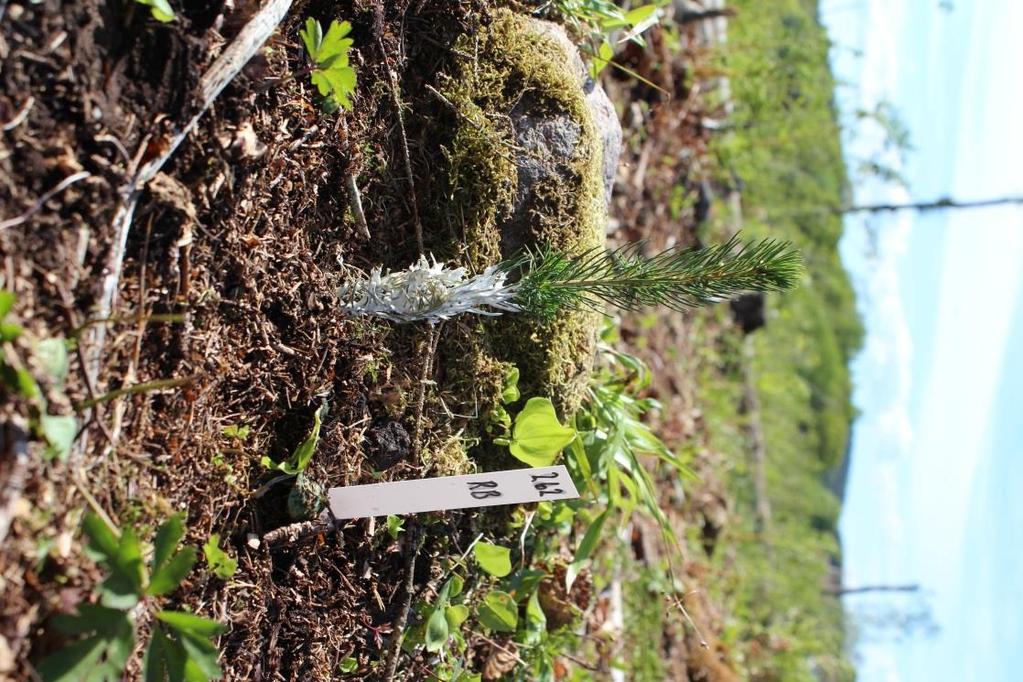 Vitalitet på voksede i feltet i Møre og Romsdal Er de voksede plantene mer utsatt enn de andre for død av annen årsak? - Eller er det bare fordi det er fler av dem som ikke er ødelagt av biller?