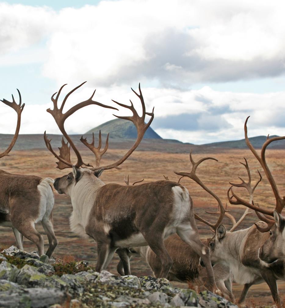 Utvikling - villreinen Foto: