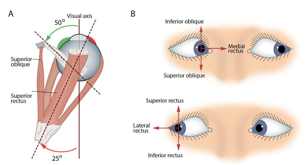 Virkningen til de ytre øyemuskler avhenger av øyets posisjon A: The right eye and eye muscles seen from above.