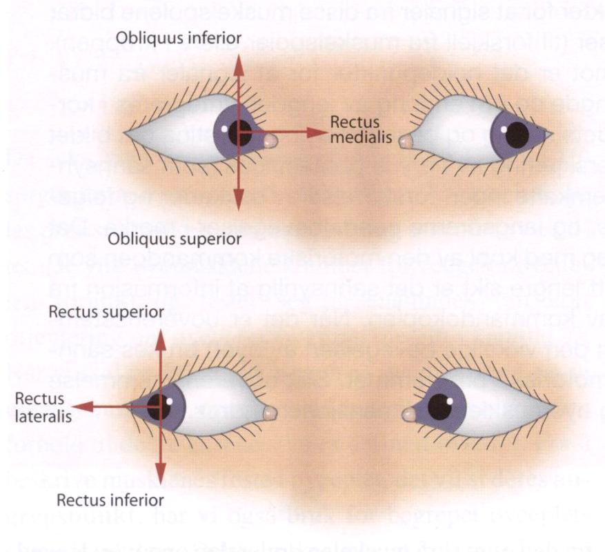 obliquus superior ned og ut Når pasienten ser rett frem, vil