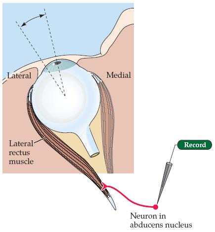 fires a burst of activity (upper trace) that precedes and extends