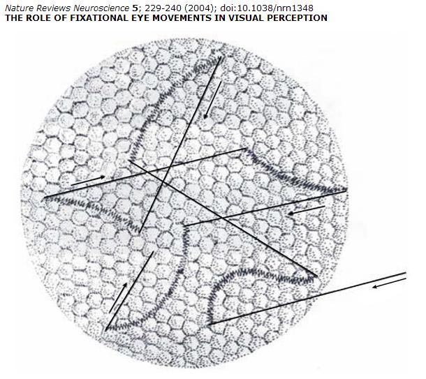 Drift Tremor Mikrosakkade Fixational eye movements carry the image across the retinal photoreceptors. High-frequency tremor is superimposed on slow drifts (curved lines).