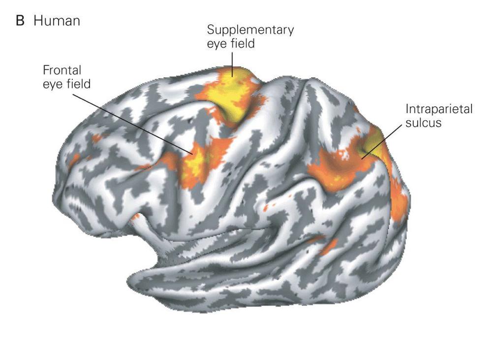 Corticale områder for sakkadiske øyebevegelser hos menneske FEF SEF This lateral scan of a human brain shows
