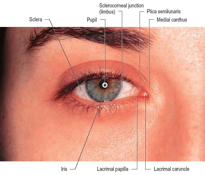 Overflateanatomi Øyelokk (palpebrae) og øyeeple