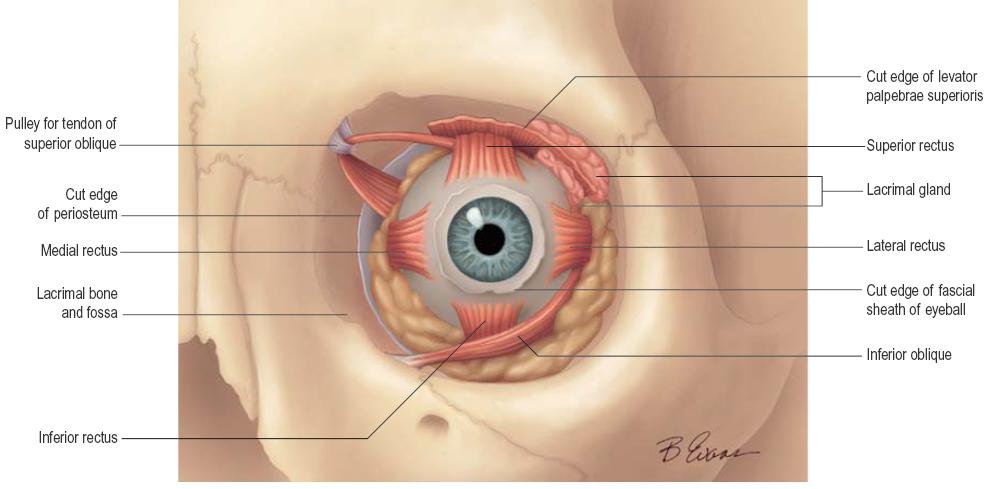 Ytre øyemuskler m. levator palpebrae superioris m.