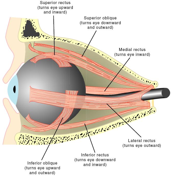 Ytre øyemuskler Optic nerve Six muscles, arranged in three pairs, control the movements of the eye
