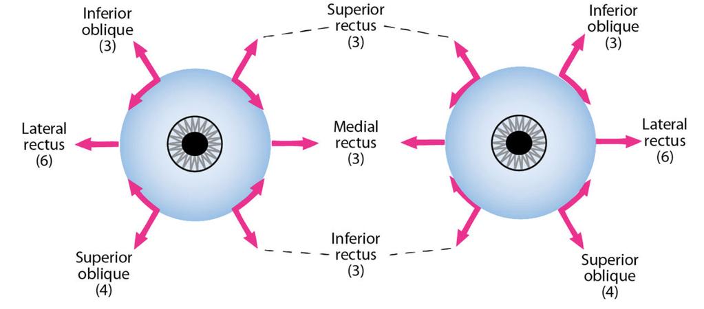 Virkningen til de ytre øyemuskler Obliquus inferior Rectus superior Obliquus inferior opp og ut Rectus lateralis Rectus medialis Rectus