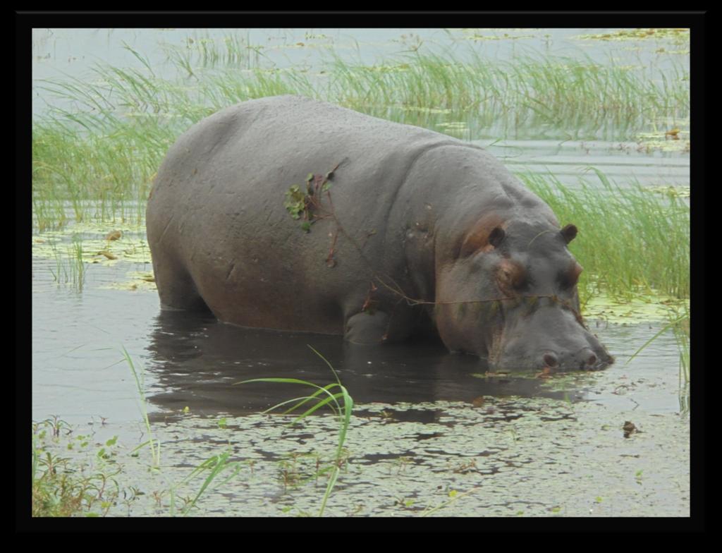 6 Vi har også vært på båtcruise i Chobe nasjonalpark.