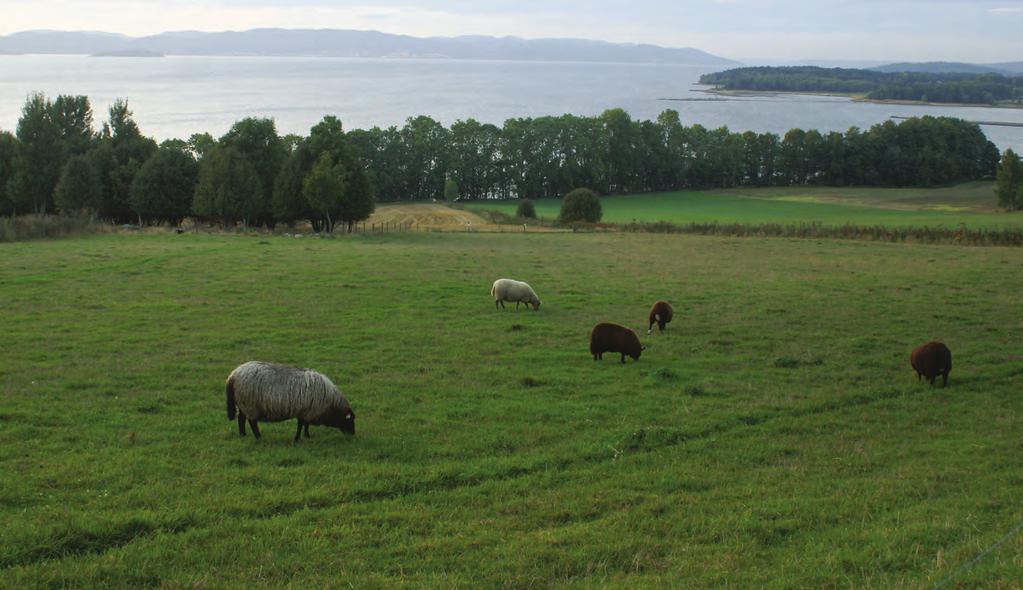 Smaken av jorda Jordsmonn og klimaforhold setter preg på smaken til jordbruksvarer. Bildet viser beitende sauer på et areal av jordtypen Cambisol, på Jeløya i Moss.