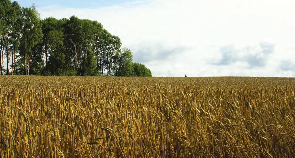 Matkornproduksjon Jordbrukslandskap i Askim kommune, hvor hvitvasket leirjord (Albeluvisol) er den vanligste jordtypen.