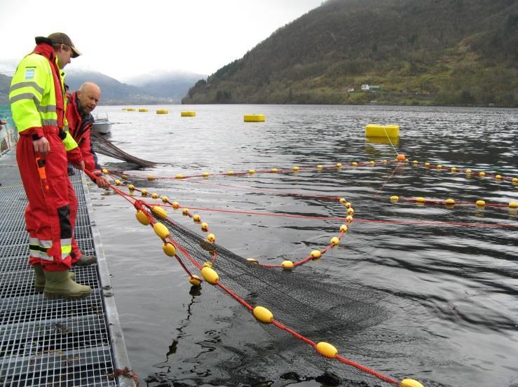 Antall Osterfjordsystemet ved å montere såkalte indikatorfeller (storruser) ved oppdrettsanleggene (se bilde).