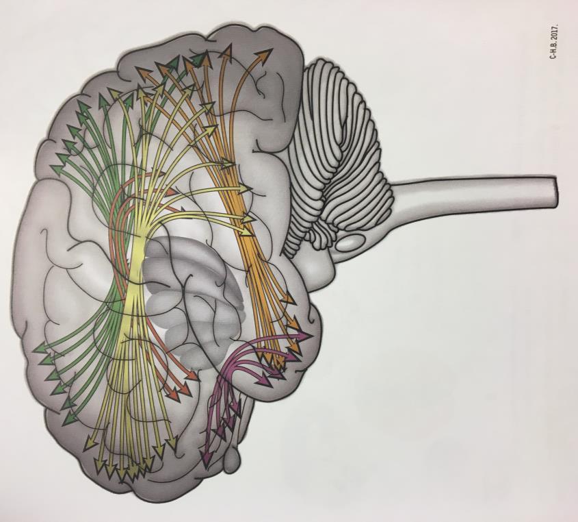 Baner I cortex, mindre moduler Mellom kortikale områder Assosiasjonsfibrer, cortex-cortex Kommissurala