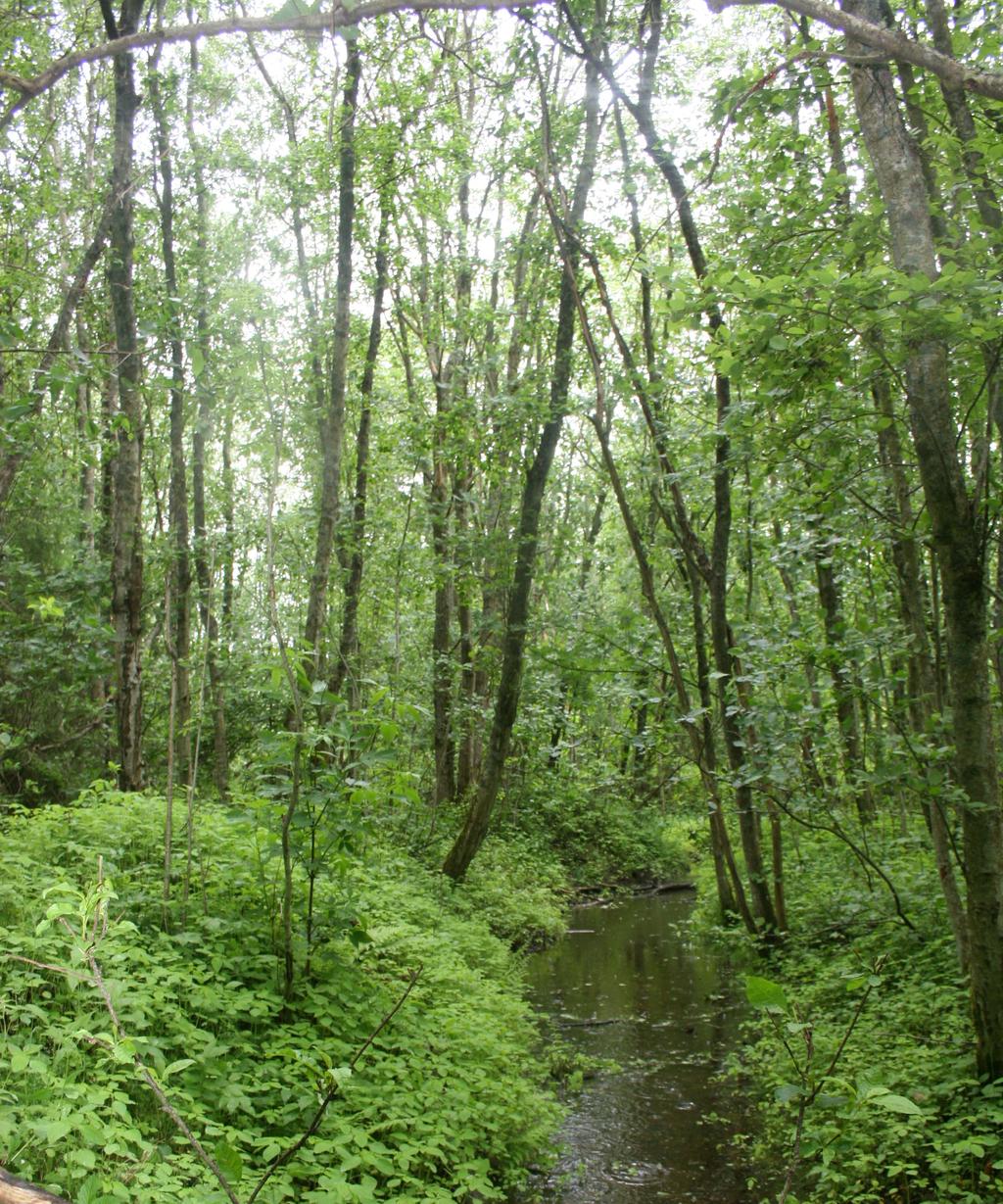 Gråor-heggeskogen på Langøra S. Gråor-heggeskoger har stor tetthet av hekkende spurvefugler.