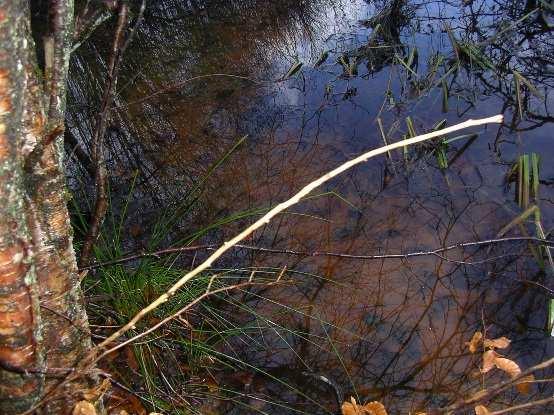 Dammen har en vannkvalitet som er tydelig påvirket av metallutfellinger og heterotrof begroing. En slik vannkvalitet er uegnet for salamandere.