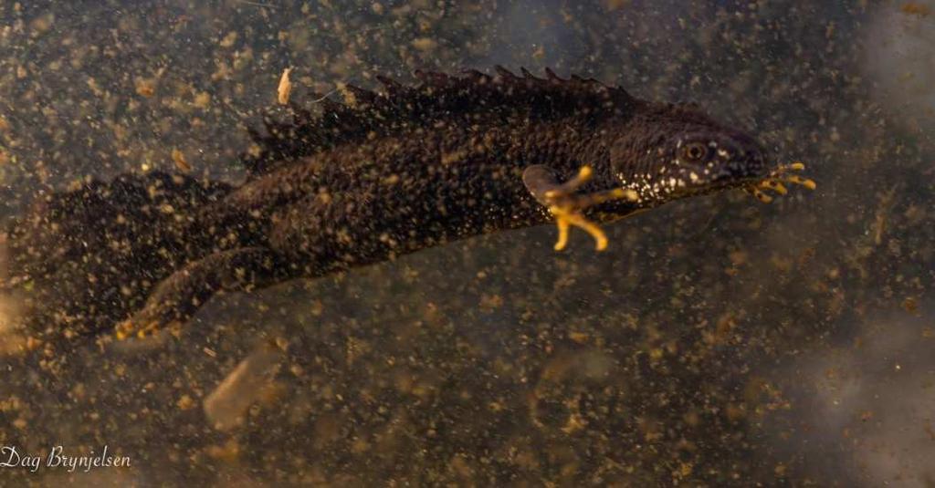 5/27 Da salamanderne har strenge krav også til spredningskorridorer kan leveområdene lett fragmenteres, også ved tilsynelatende små inngrep.