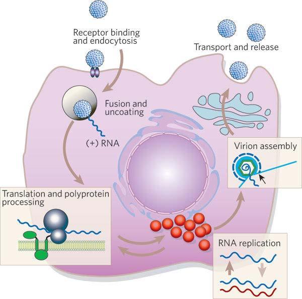 Direktevirkende antivirale midler (DAAs): Et paradigmeskifte i behandling av hepatitt C-infeksjon Proteasehemmere NS5Ahemmere NS5B polymerasehemmere >95%