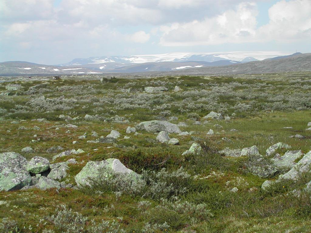 Soppen fra Hardangervidda