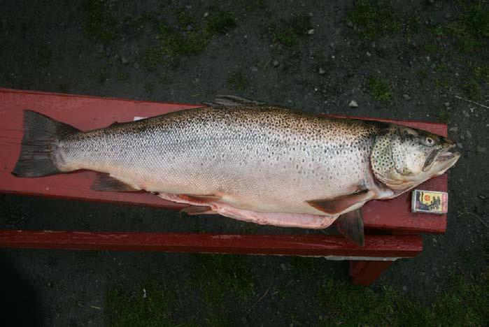 i dei seinare åra. Alderen på ein av storaurane (81 cm, 7,6 kg)(fig. 4) frå 2009 var 16 vintrar, dvs. den var klekka (og utsett) i 1993.