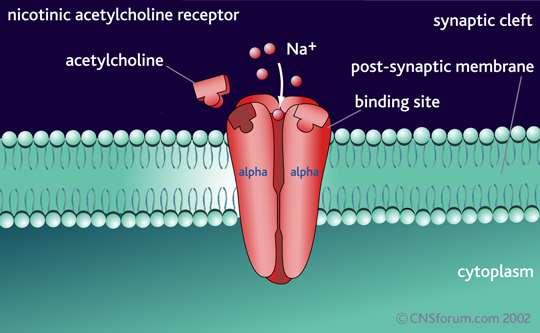 Vareniklin (Champix) virkningsmekanisme: Er utviklet spesifikt for røykeslutt - skreddersydd for nikotinreseptorene Partiell agonist med spesifisitet for α4β2 acetylcholine-reseptoren