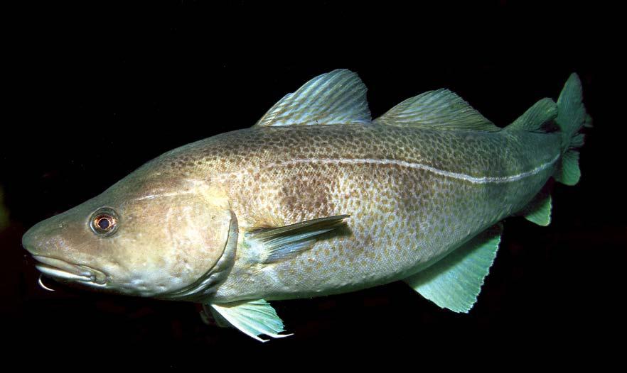 Skrei Foto: Erling Svensen Skrei, eller atlanterhavstorsk, er en viktig fisk for fiskere langs norskekysten. Hvert år, fra januar til april, svømmer millioner av skrei inn langs hele norskekysten.