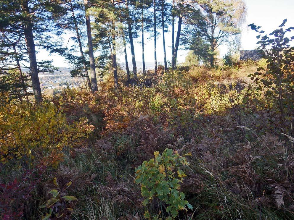 Side 4 Figur 2. Kalkskogsbrem ut mot brattkant på tomta Tårnfjellvegen sørvest sett mot nord.