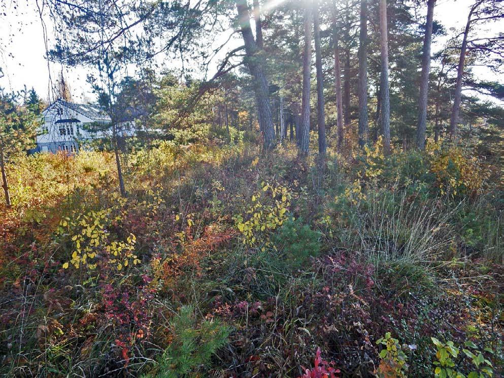 Side 5 Figur 4. Sørligste del av lokalitet med åpen kalkmark (Breidablikk øst) på tomta Tårnfjellvegen sørvest sett mot sør.