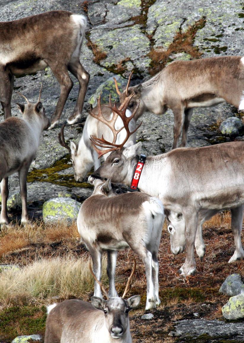 Nytt villreinprosjekt i Setesdal Ryfylke 2013-2017 v/ viltforvalter Tor Punsvik