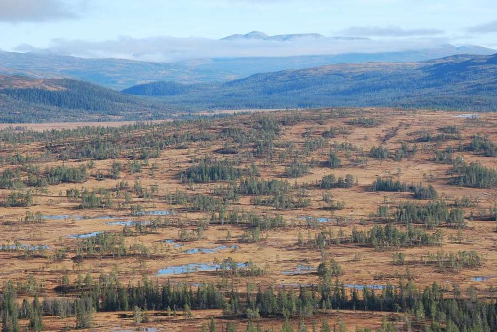 Myr i Trøndelag - Et av mest myrrike regioner i Norge - 20% av areal under tregrensa - Spesielt i midtre strøk, som Orkdal, Klæbu, Selbu og Meldal (for Sør-Trøndelag) og Meråker, Steinkjer, Verdal,