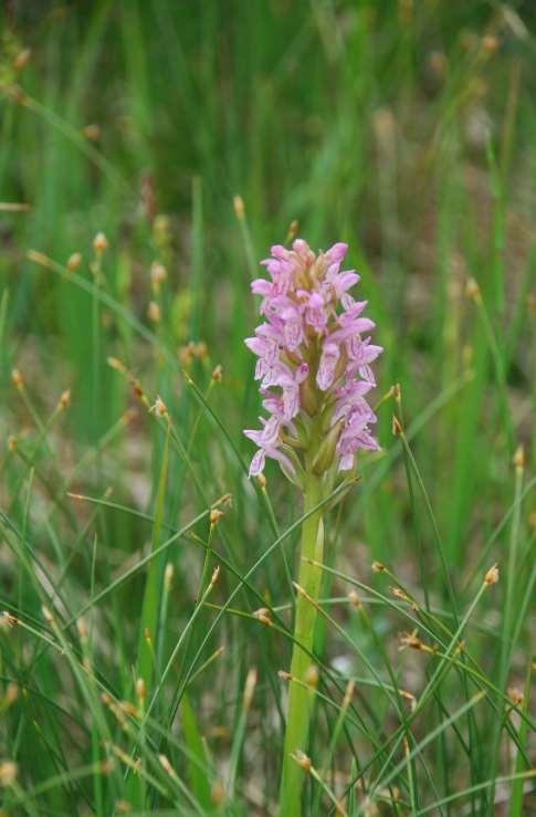 Dactylorhiza