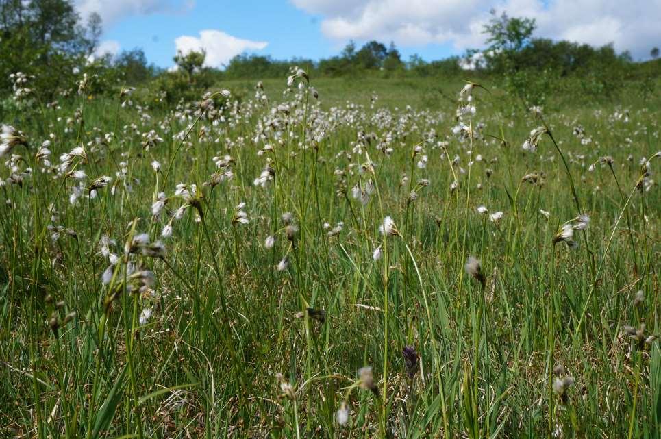 Breiull (Eriophorum