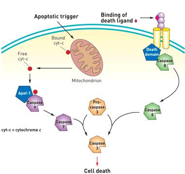 1 Innledning 1.1 Innledning til caspaser Caspasene er en fellesbetegnelse på enzymer, som blant annet er viktig i forbindelse med cellenes apoptose.