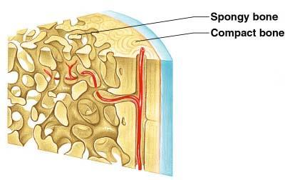 Knoklenes funksjon Støtte legemet Beskytte indre organer Bevegelse Minerallager Hemtopoiese Skjelettet består av 206 knokler To hovedtyper knokler Kompakt homogent Spongiøst porete Knokler