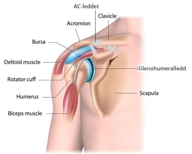 Skuldersmerter Bind 2 side 40 Smerter som utgår fra strukturer i og omkring skulderleddet (glenohumeralleddet) eller akromioklavikularleddet (AC-leddet).