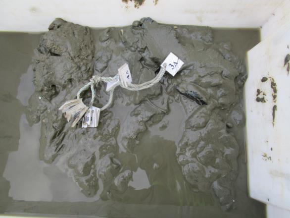 1 V9.3). Figur V9.1 Sediment før vask.