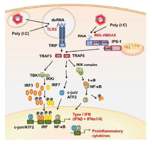 Innledning TLR3 og TLR22 vil etter binding til viralt dsrna assosiere med adaptorproteinet TRIF, som videre fører til rekruttering av TRAF6 og RIP-1 (Yamamoto et al., 2003).