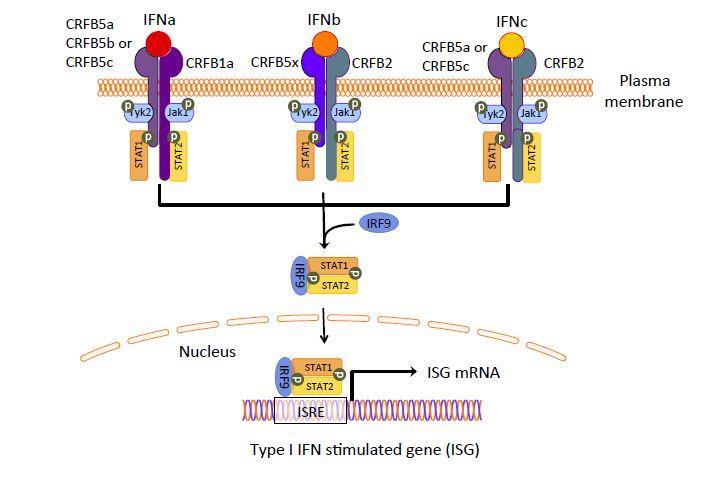 Innledning Figur 3. Hypotetisk modell for IFN-reseptorer i JAK-STAT signalveien hos atlantisk laks. Figuren er hentet fra Robertsen, 2017. 1.