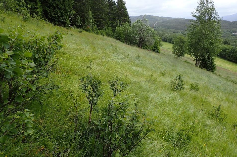 Arealet tilfredsstiller ikke inngangsverdiene for utvalgt naturtype slåttemark.