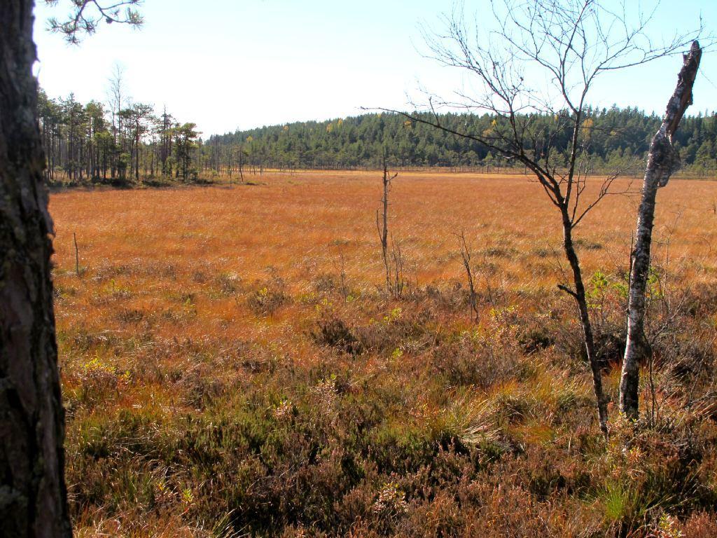 3.4.10 Breimosen NR Breimosen er et relativt stort myrkompleks av fattige myrer av boreal karakter. Store deler er nedbørmyr, men det finnes også stråk med jordvannsmyr, hovedsakelig av mykmattetype.