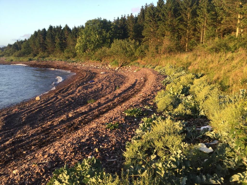 2.3.5 Verneområde: Rauer naturreservat Lokalitet: Rauer Typiske steinstrender i Rauer naturreservat på vestsiden av Rauer (figur 4).