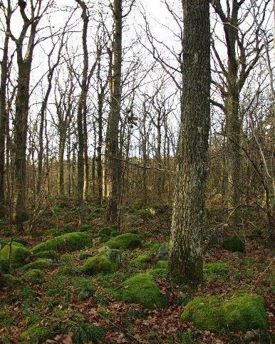 Figur 7: Gravningen naturreservat. Legg merke til innslaget av rullestein i skogen. Området er sannsynligvis en gammel steinstrand som har grodd igjen med skog (Naturbase 2016a). 2.5.