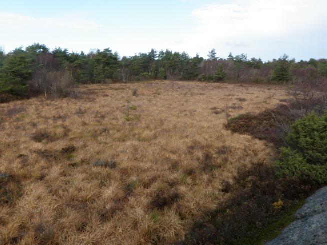 6 Verneområde: Kvernemyr naturreservat Lokalitet: Kvernemyr, Asmaløy Kvernemyr naturreservat var sammensatt av både skog og myrarealer.